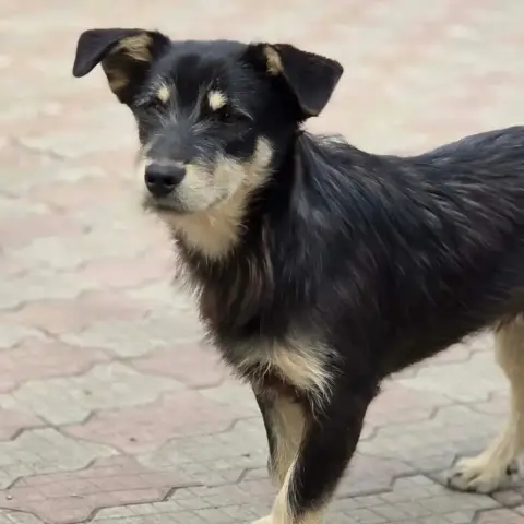 Zorro photo 3