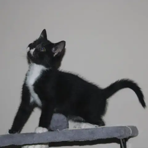 Jett photo 3