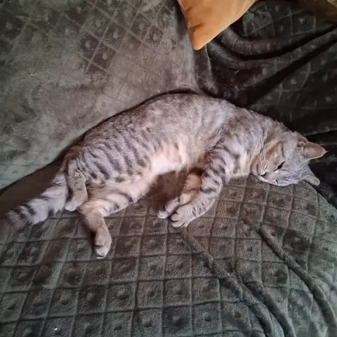 Chamou photo 3