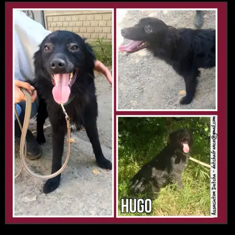 Hugo