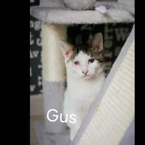 Gus