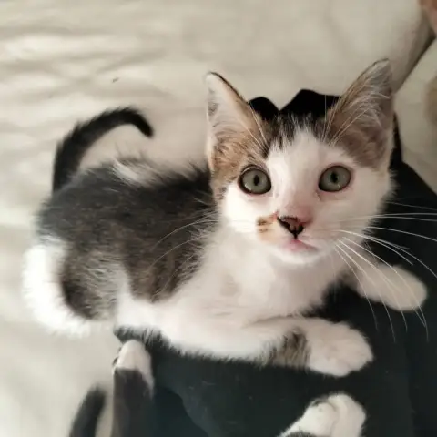 Pimko