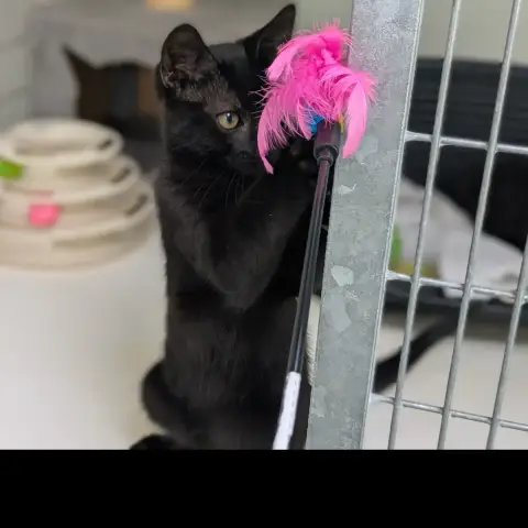 Blacky photo 2