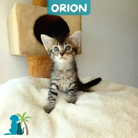 Orion