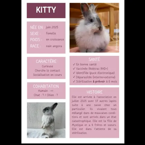 Kitty