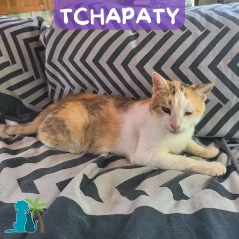Tchapaty