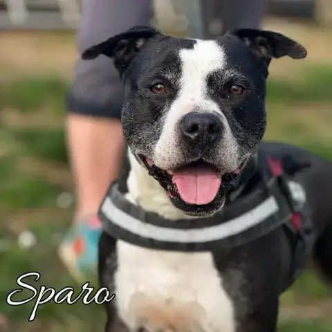 Sparo