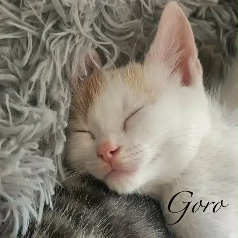 Goro photo 2