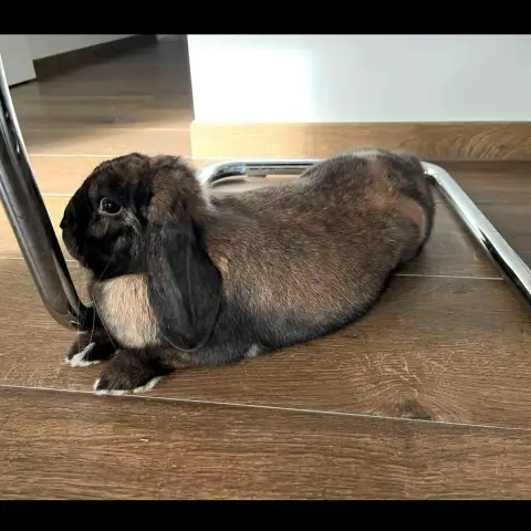 Loulou photo 3