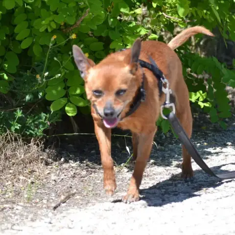 Pixie photo 2