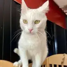Milky