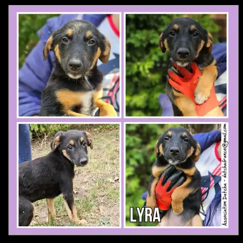Lyra