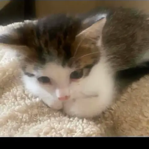 Biscuit