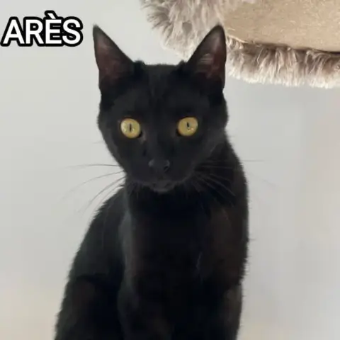 Arès photo 2