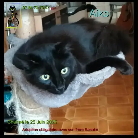 Aiko & Sasuké photo 2