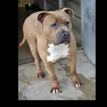 Taz