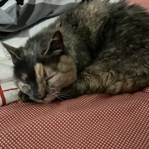 Naya