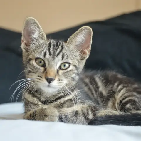 Atlas