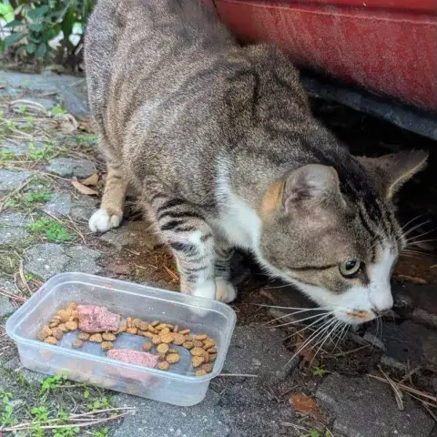 Maruis