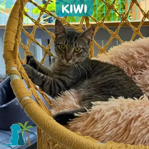 Kiwi