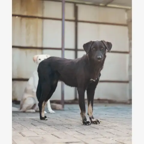Tessie