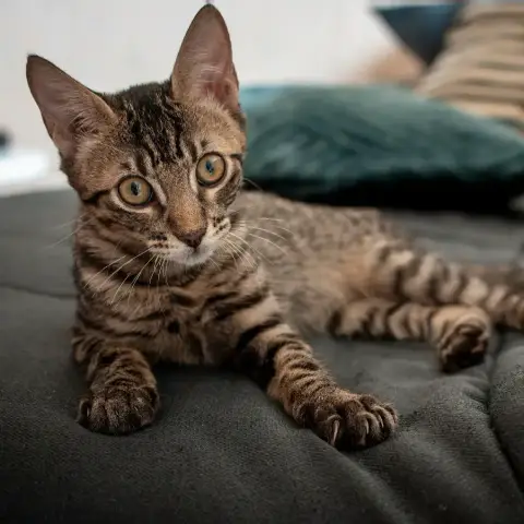 Iago photo 3