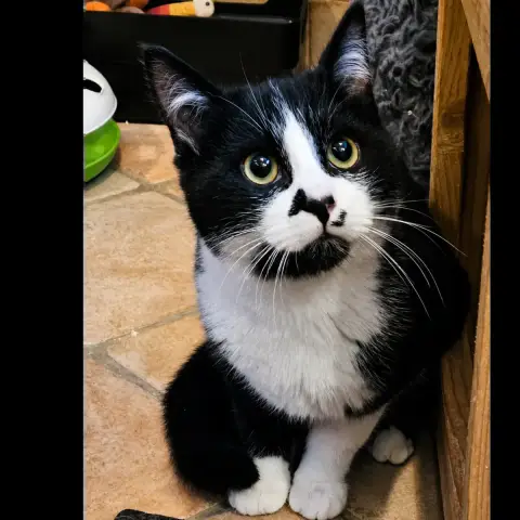 Zorro