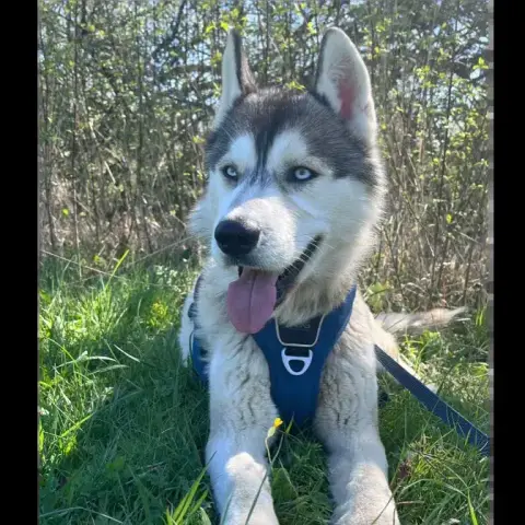 Vasko