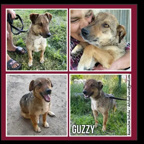 Guzzy