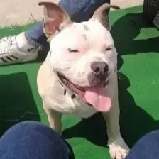 Taz