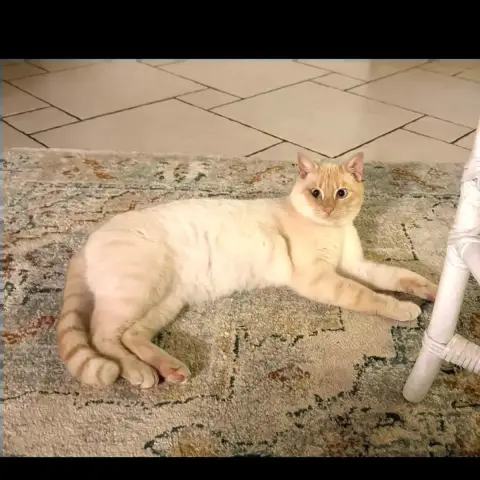 Minou photo 2
