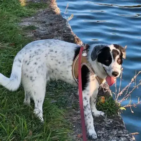 Domino photo 2
