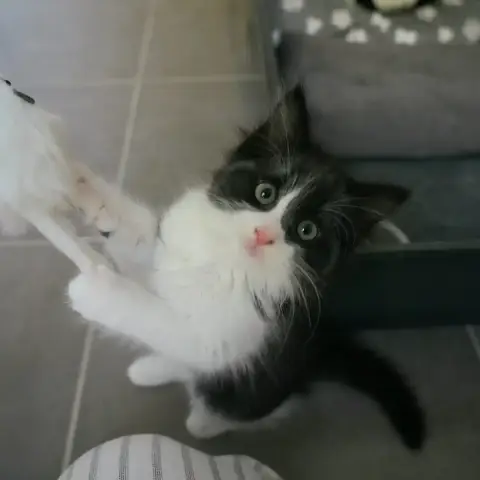 Berlioz photo 2
