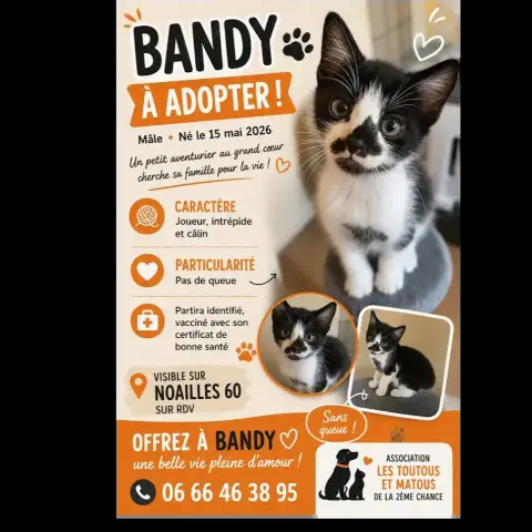 Bandy
