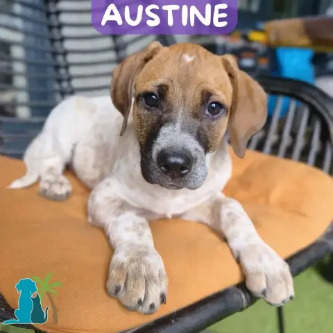 Austine