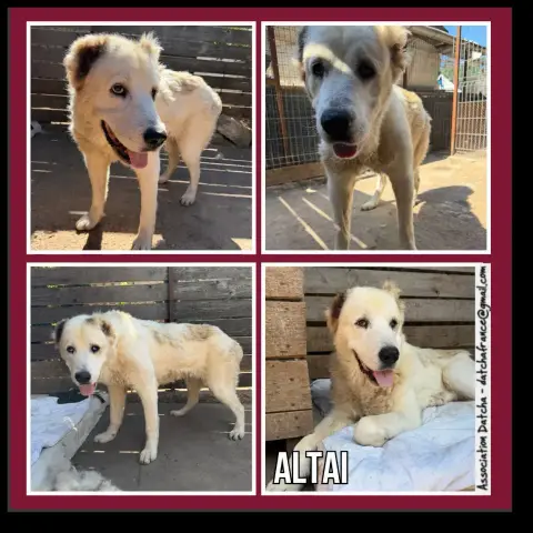Altai