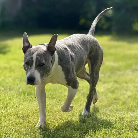Perla photo 2