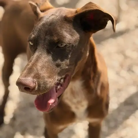 Siri photo 3