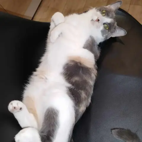 Luna photo 2
