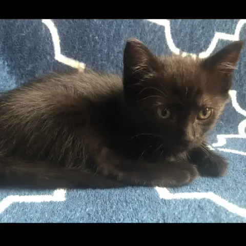 Bella