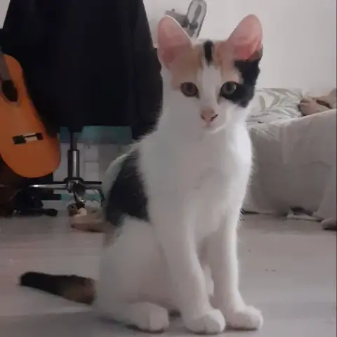Baya