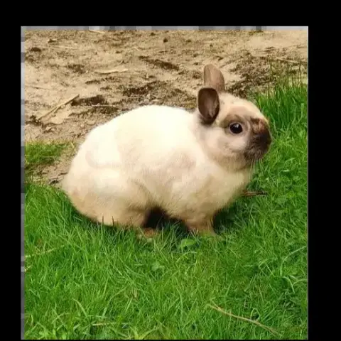 Astro