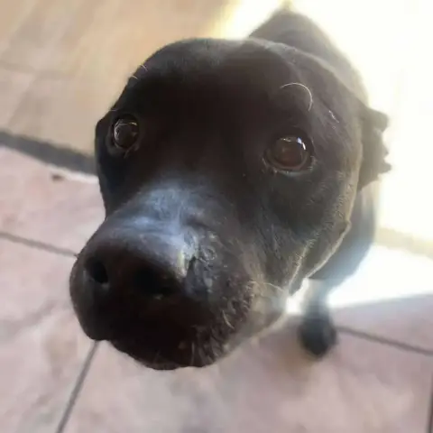 Roxxy