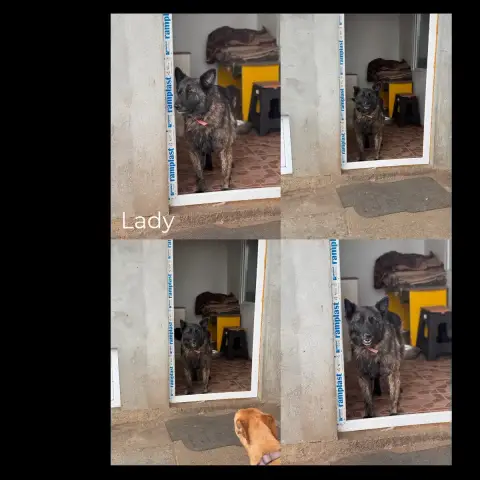 Lady