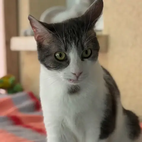 Céleste