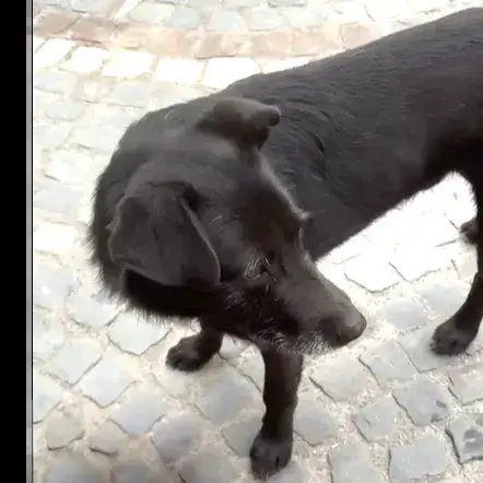 Blacky photo 2