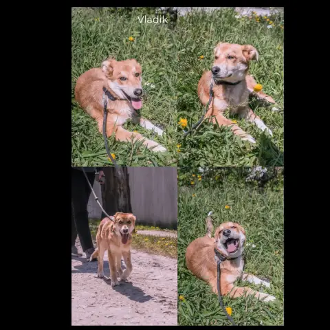 Vladik