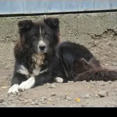 Felix photo 2