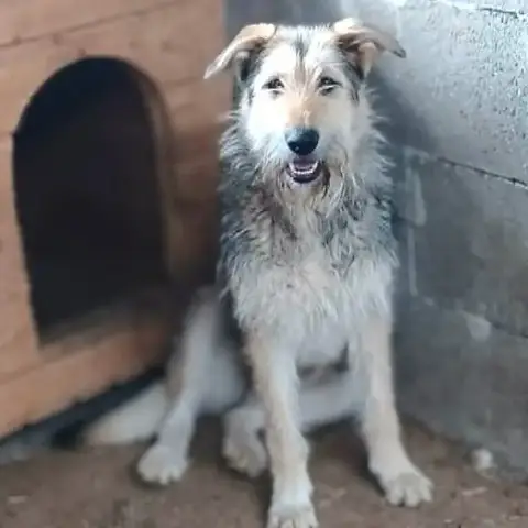 Sierra