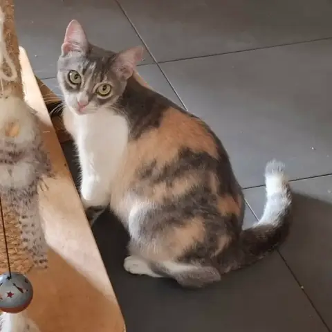 Kiwi